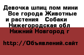 Девочка шпиц пом мини - Все города Животные и растения » Собаки   . Нижегородская обл.,Нижний Новгород г.